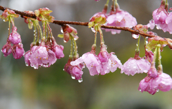 DSC05965c.jpg
