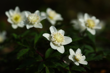 DSC06136c.jpg