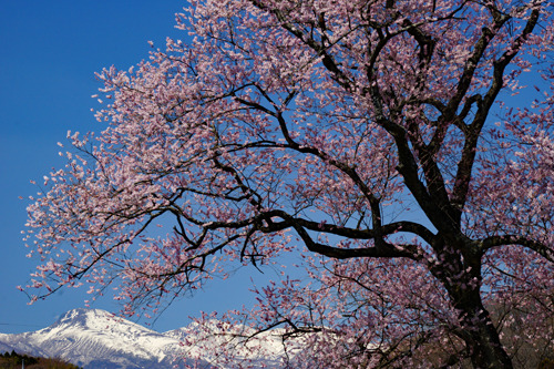 DSC06951c.jpg