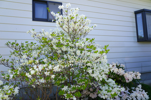 DSC07212c.jpg