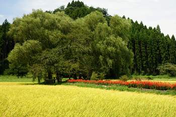 DSC07431c.jpg