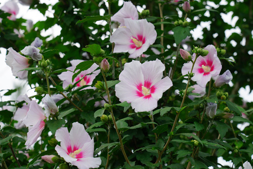 DSC08052c.jpg