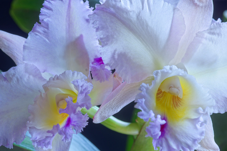 DSC08126c.jpg