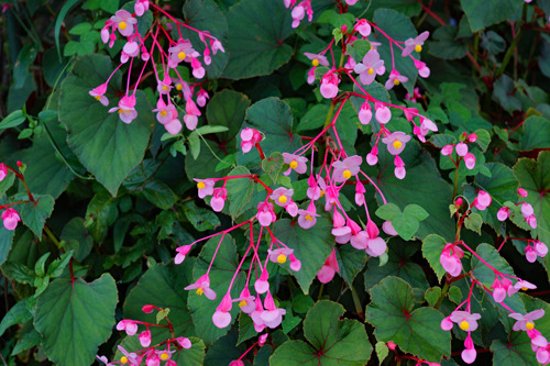 DSC08209c.jpg