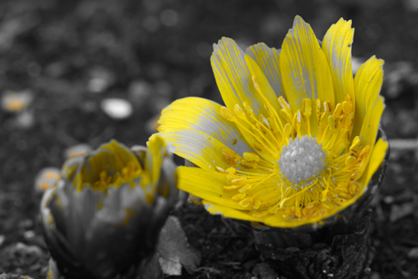 DSC08268c.jpg