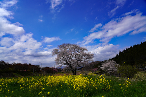 DSC08285c.jpg