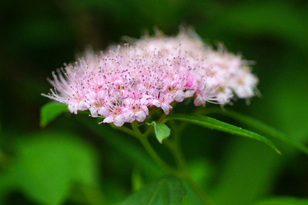 DSC08847c.jpg