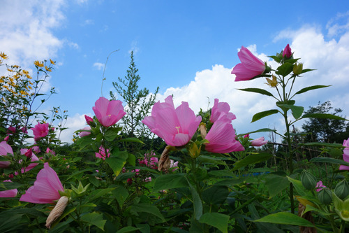 DSC09437c.jpg